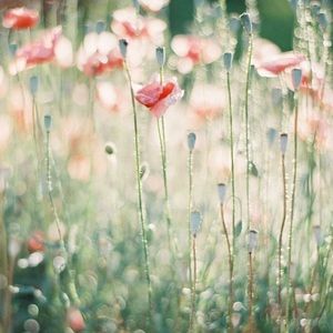 Meet your Posher, Anne